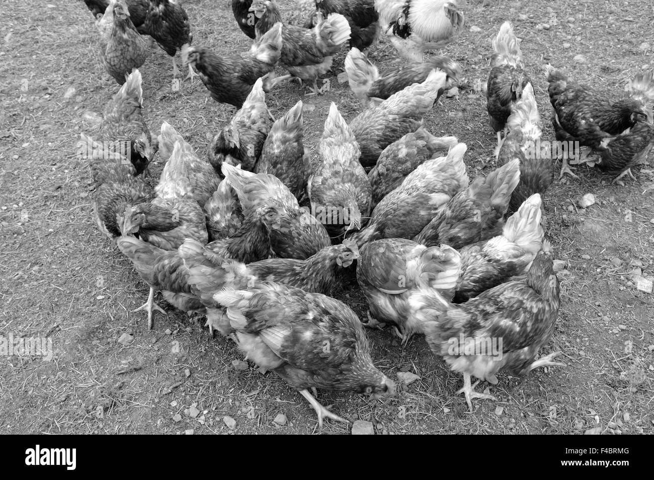 Chicken - the daily struggle for food in Stock Photo