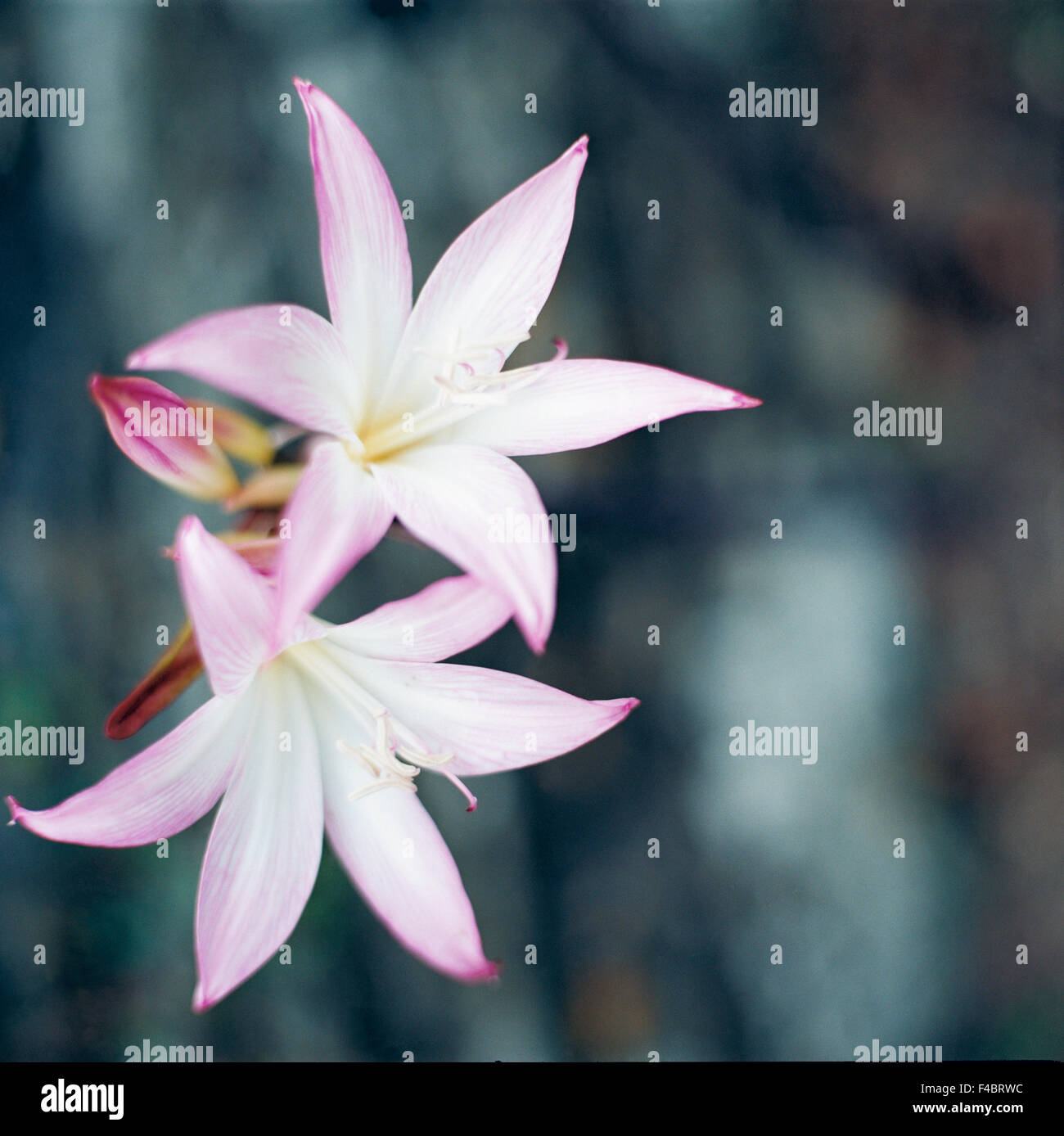 amarylis close-up color image detail flower plants simplicity square Subscription08 Stock Photo
