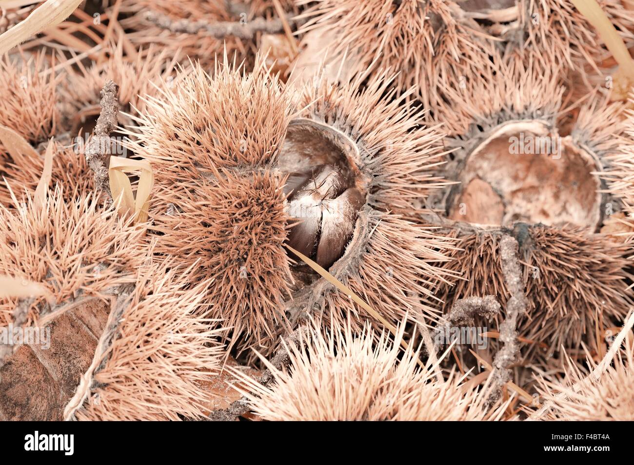 autumn chestnuts Stock Photo