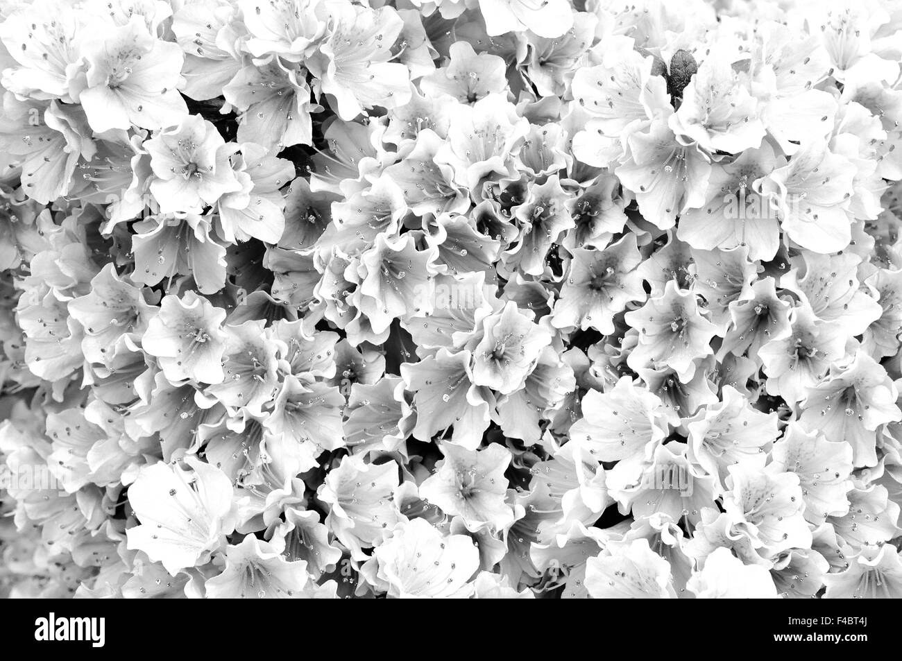 Dream in black and white azalea blossoms Stock Photo