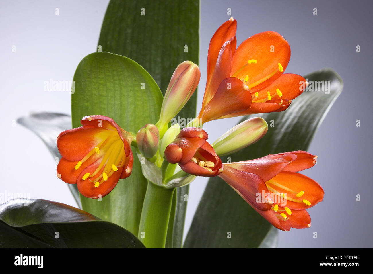 clivia Stock Photo