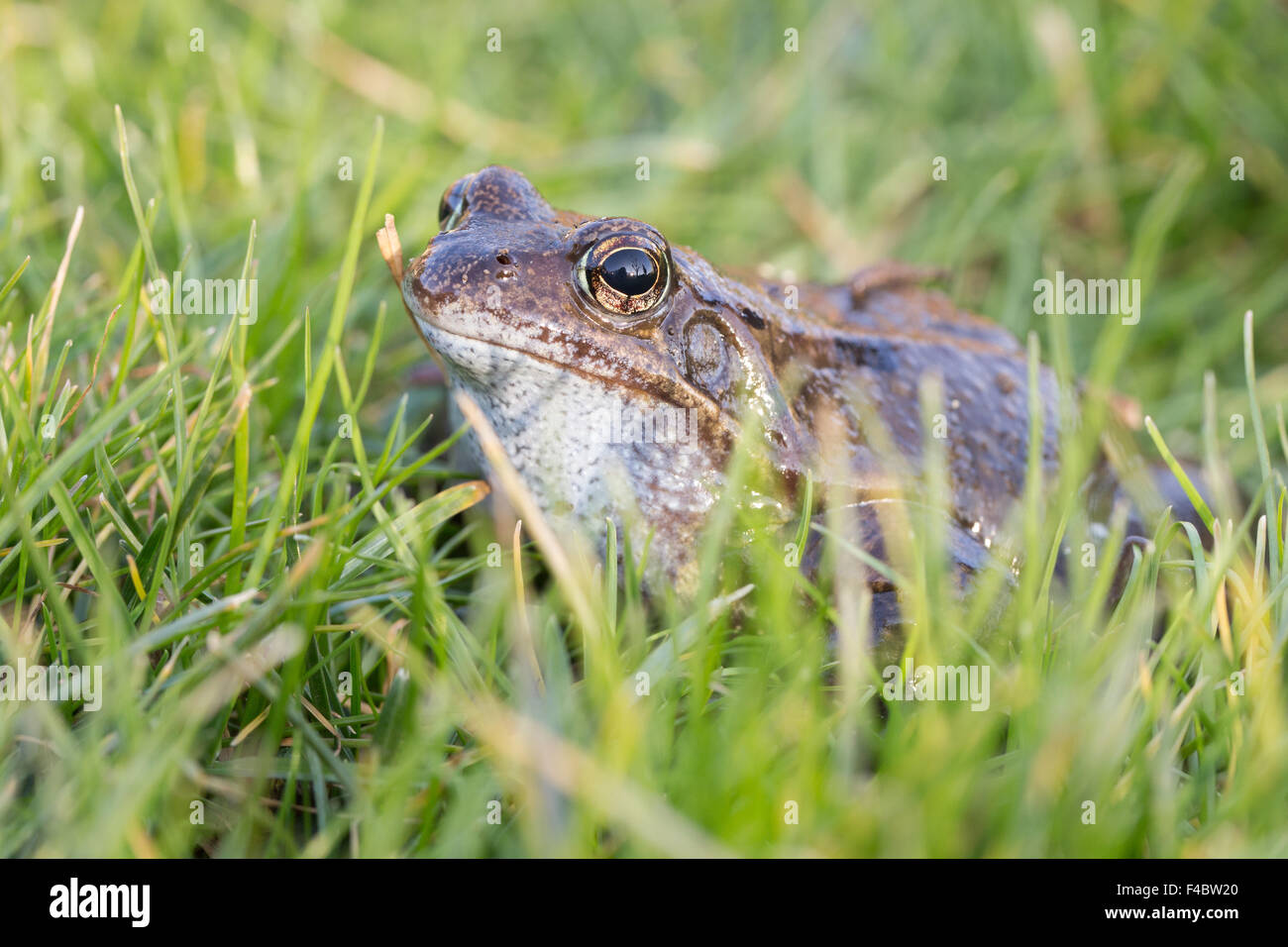 grass frog Stock Photo Alamy