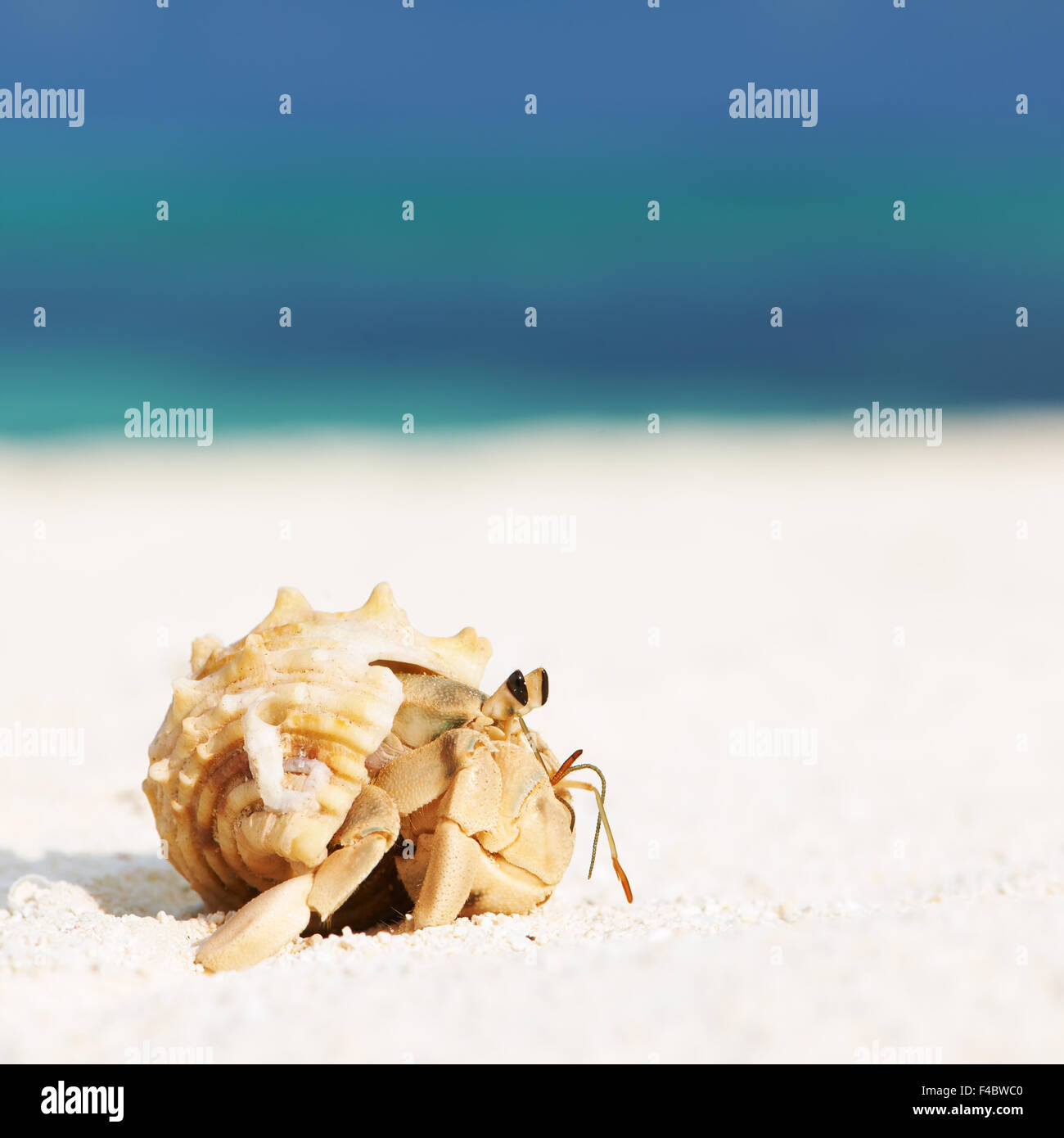 Hermit crab at beach Stock Photo - Alamy