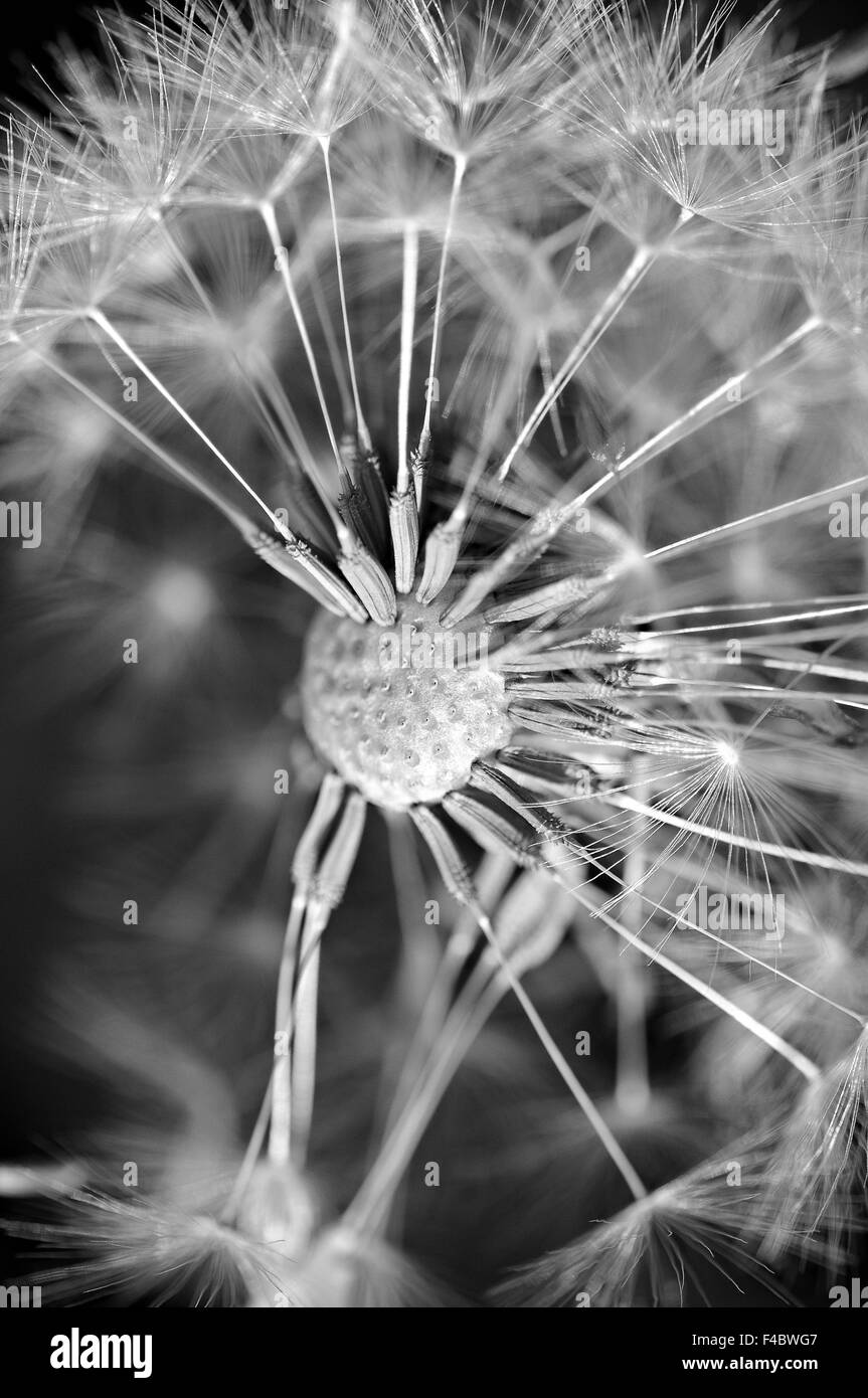 fly into the unknown dandelion seeds Stock Photo