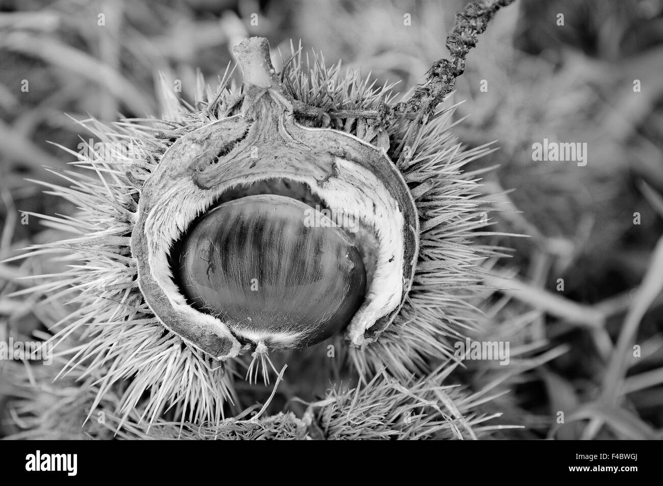 Chestnut In Prickly Shell Black And White Stock Photos & Images - Alamy