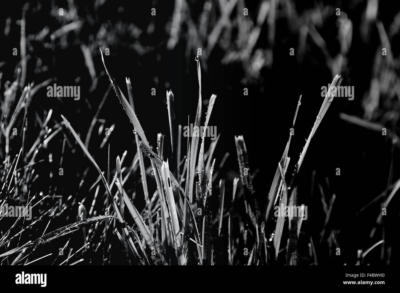 Dew in the grass in black and white Stock Photo