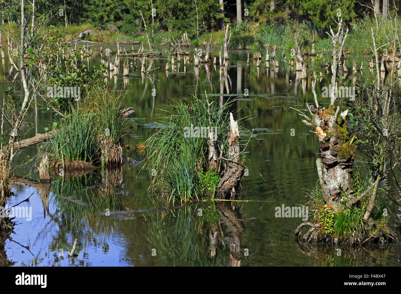Beaver pond in Bavaria, Germany Stock Photo