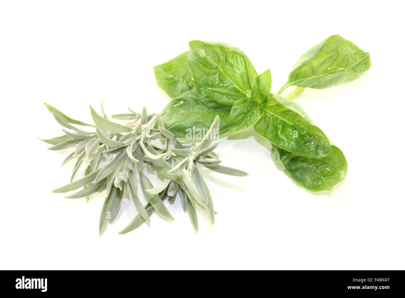 sage and basil Stock Photo Alamy