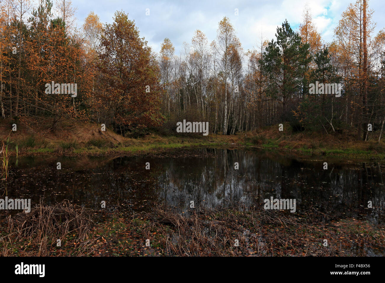 White birch tree in autumn hi-res stock photography and images - Alamy