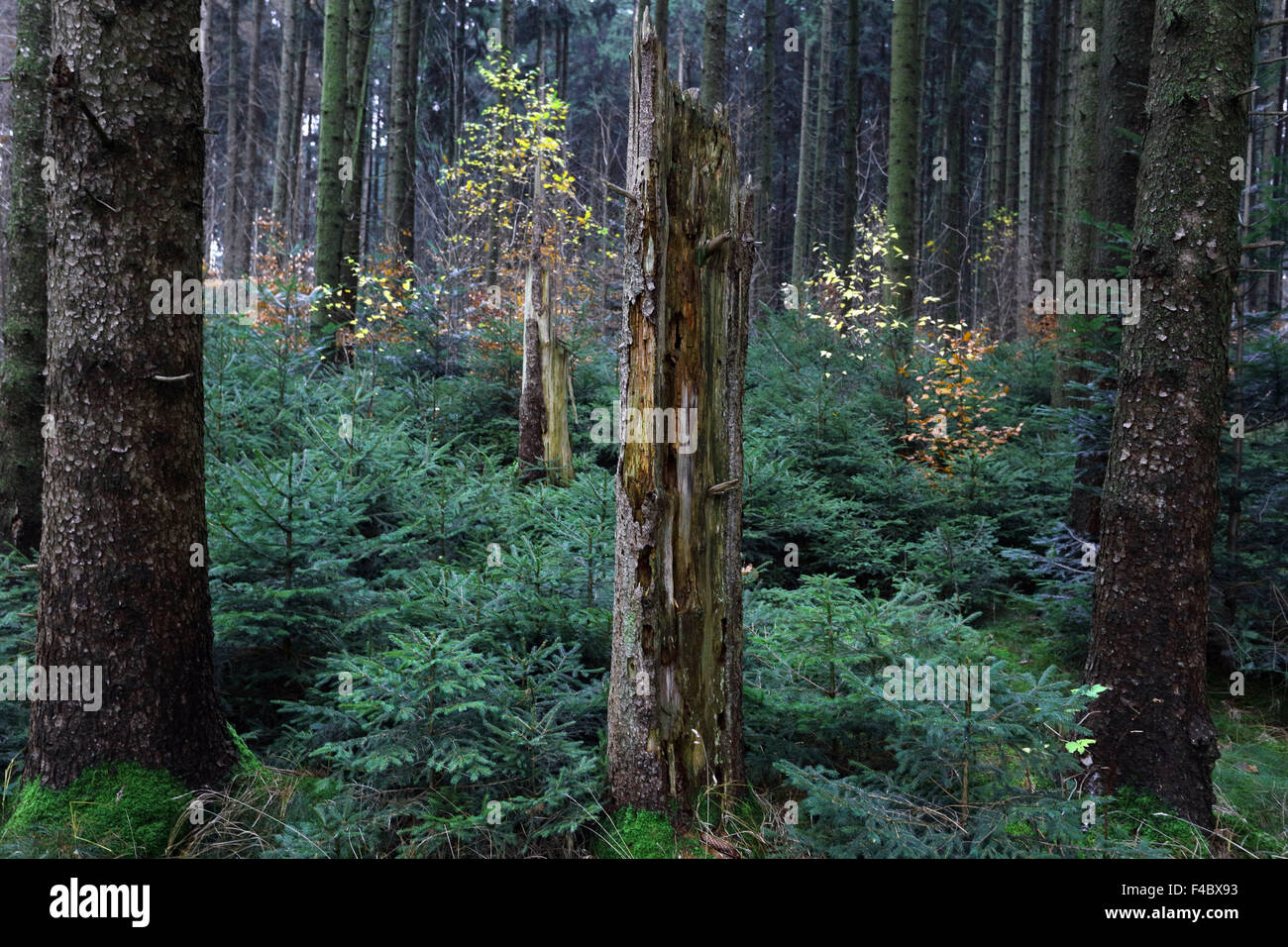 Natural rejuvination in a spruce forest Stock Photo