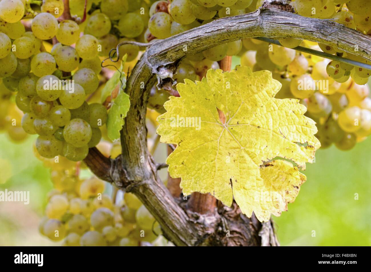 ripe on the vine Stock Photo - Alamy