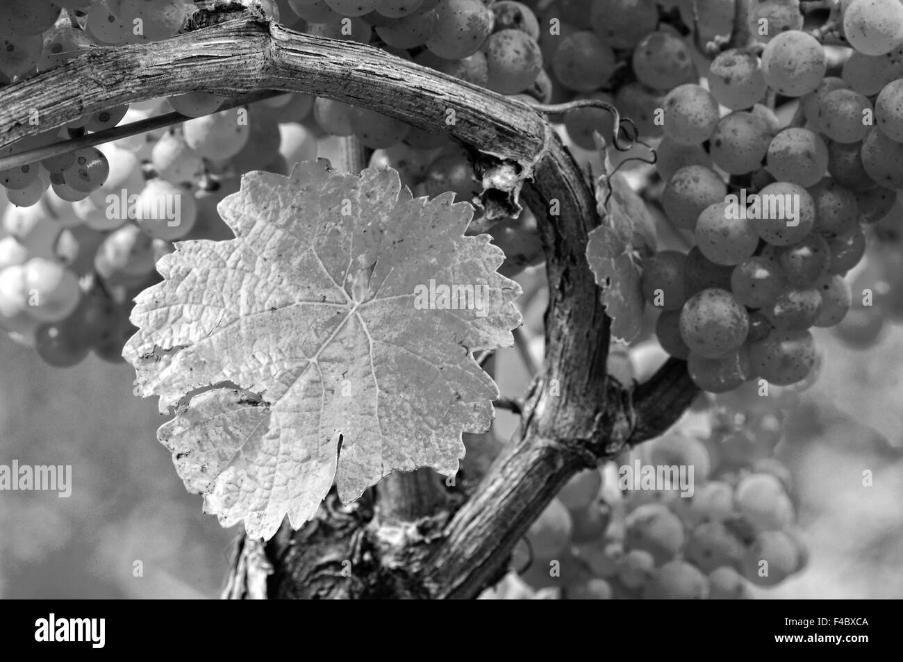 ripe grapes with vine leaf black and white Stock Photo