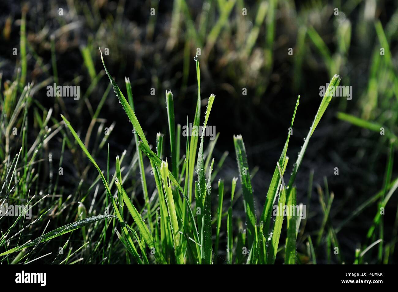 Dew in the grass Stock Photo