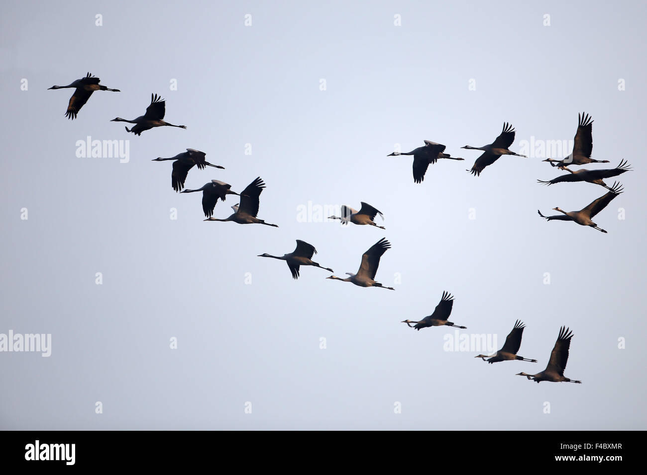 Migrant cranes in Norther Germany Stock Photo