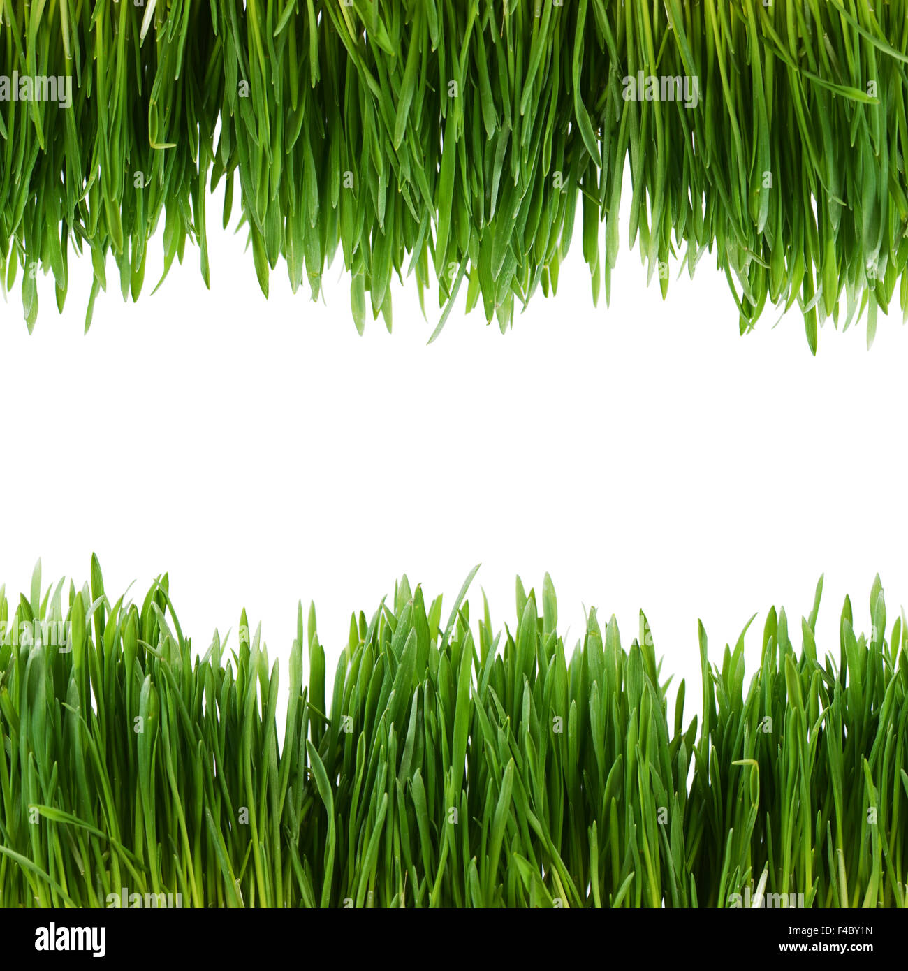 Green grass isolated on white background Stock Photo - Alamy