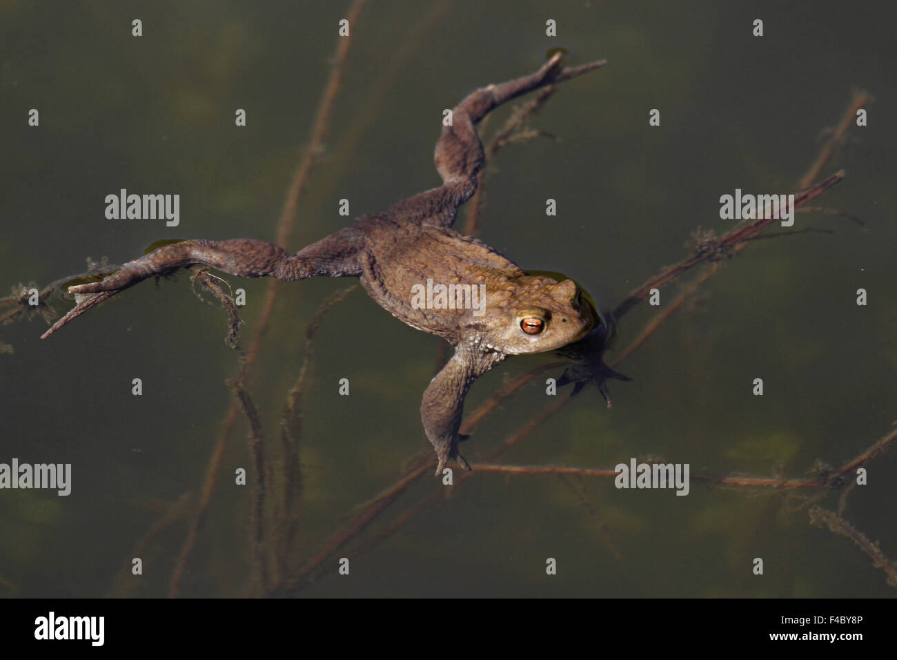 toad Stock Photo