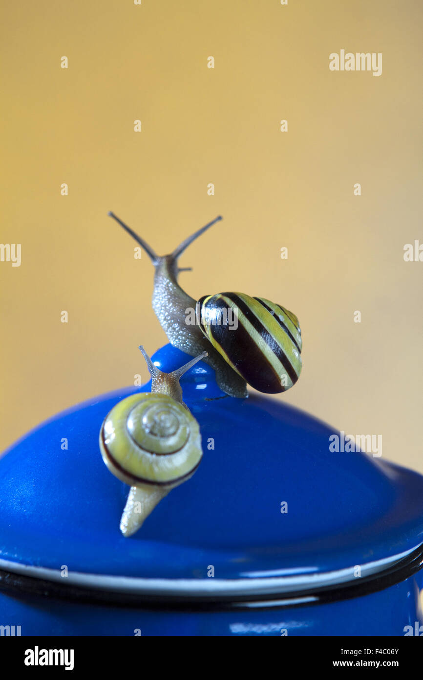 Ribbons snails hires stock photography and images Alamy