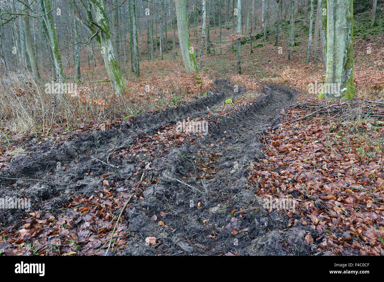 Soil damage due to forestry Stock Photo - Alamy