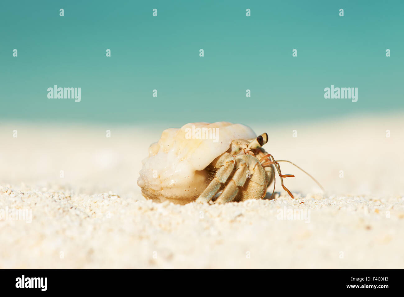 Hermit crab at beach Stock Photo - Alamy