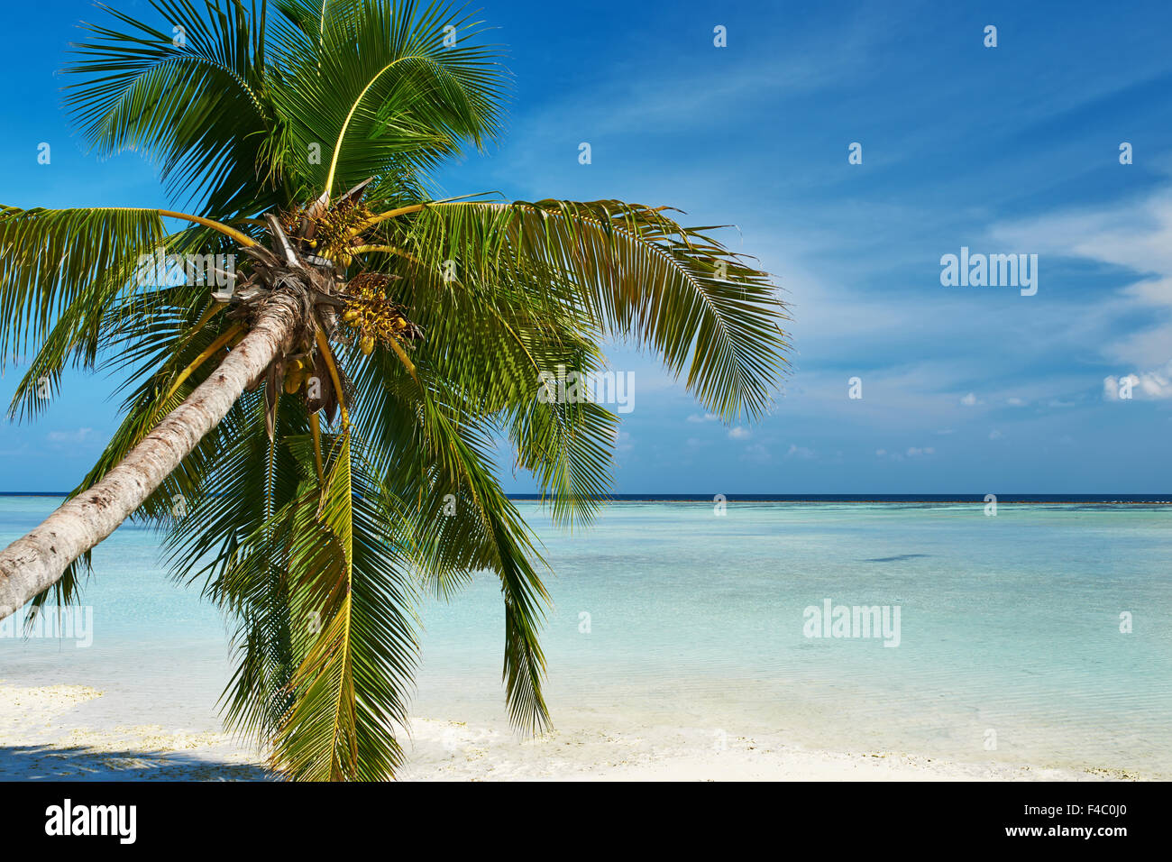 Beautiful beach with palm tree at Maldives Stock Photo