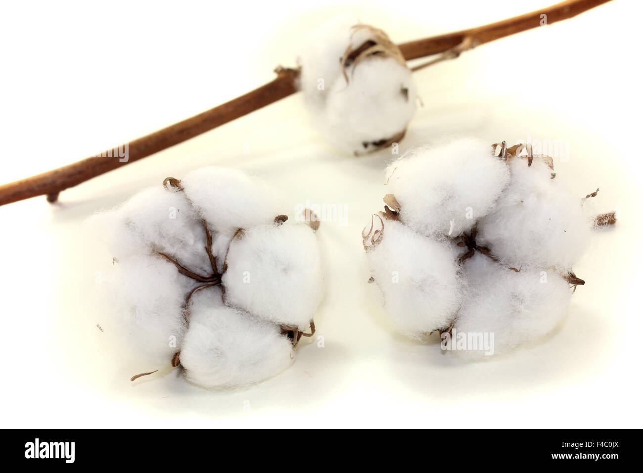 cotton with bough Stock Photo