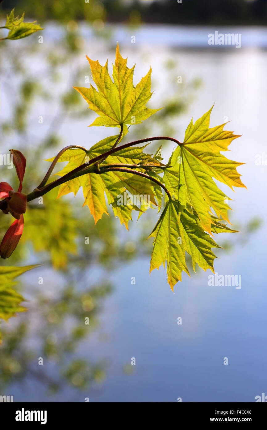 first green 3 Stock Photo - Alamy