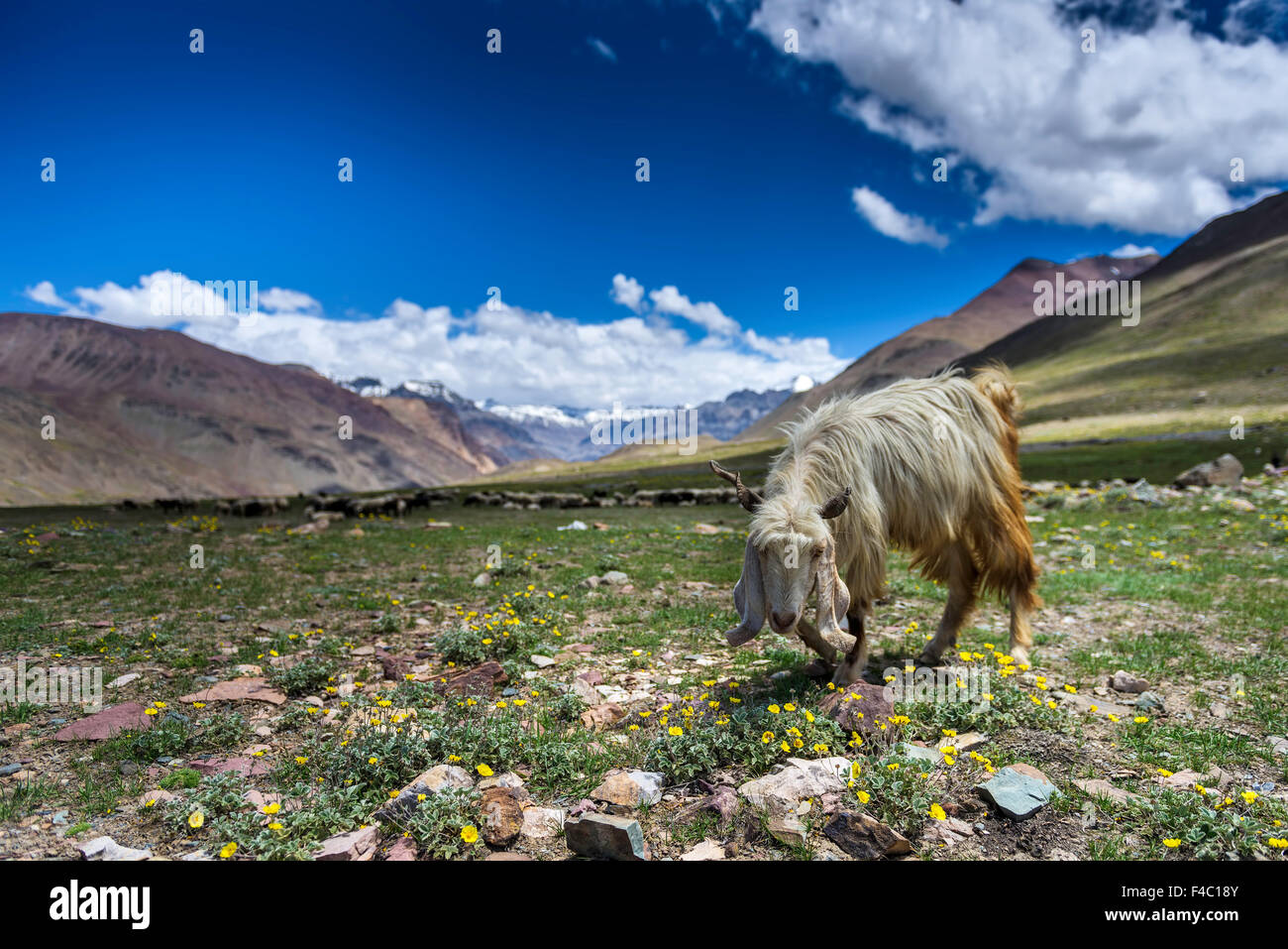 Goat Grazing  on top of Kumzum pass Stock Photo