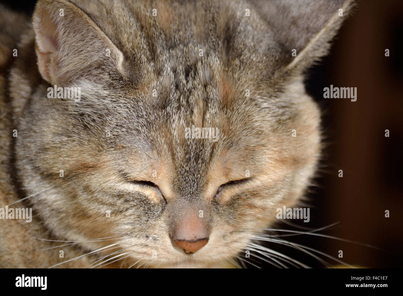 gray domestic cat - Portrait Stock Photo
