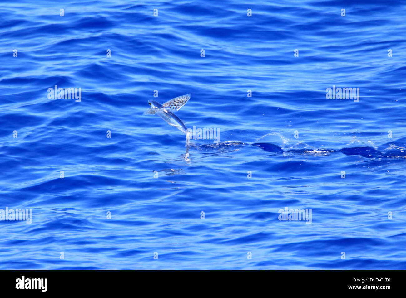 Flyingfish hires stock photography and images Alamy