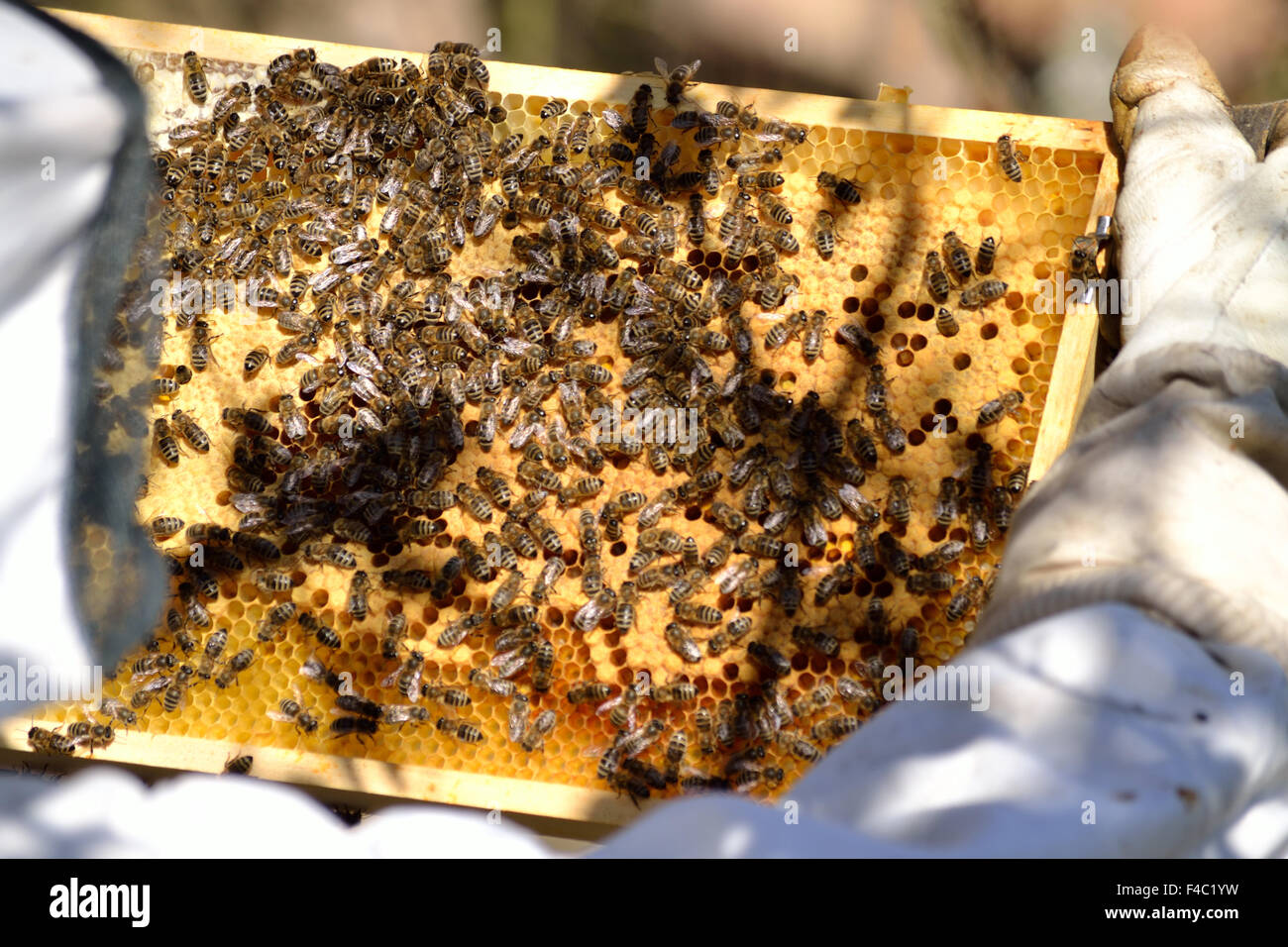 Beekeepers surveyed Honeycomb Stock Photo