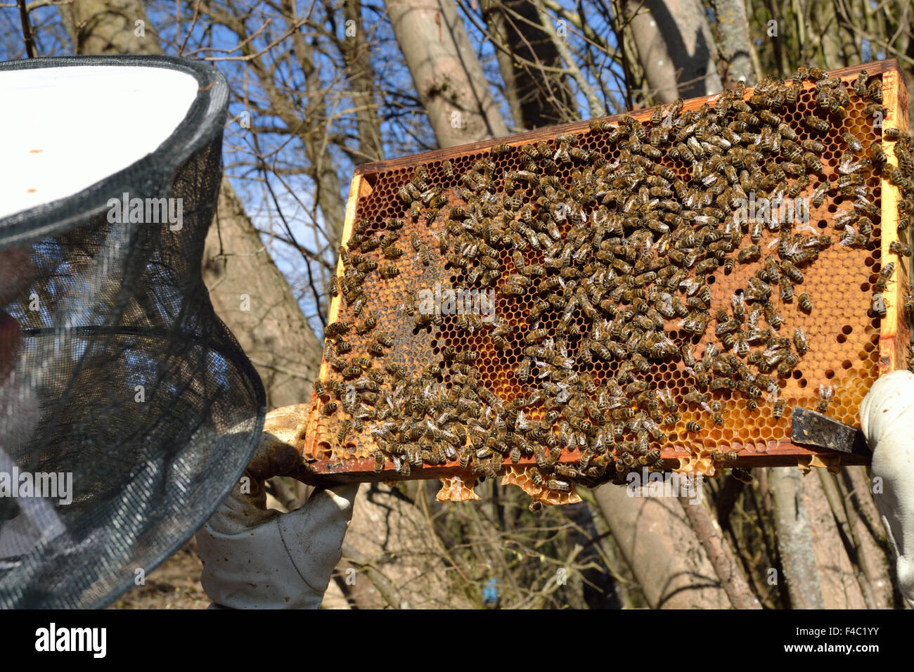 Beekeepers surveyed honeycomb full of bees Stock Photo