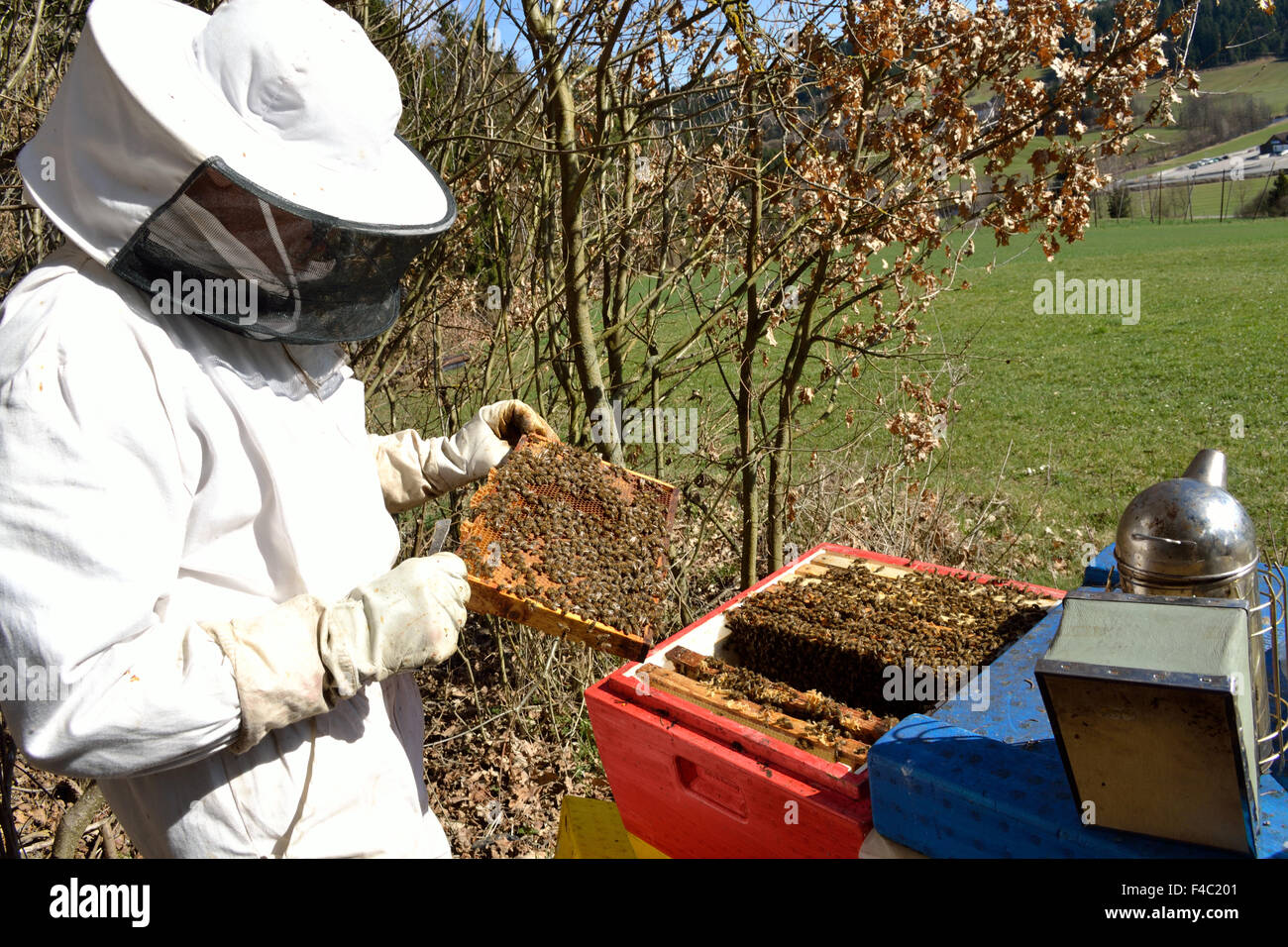 Open beehive hi-res stock photography and images - Alamy