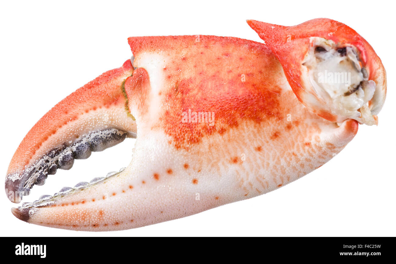 Cooked crab claws. File contains clipping paths. Stock Photo