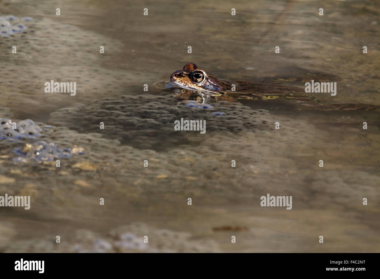 Common Toad (bufo bufo) spawning Stock Photo