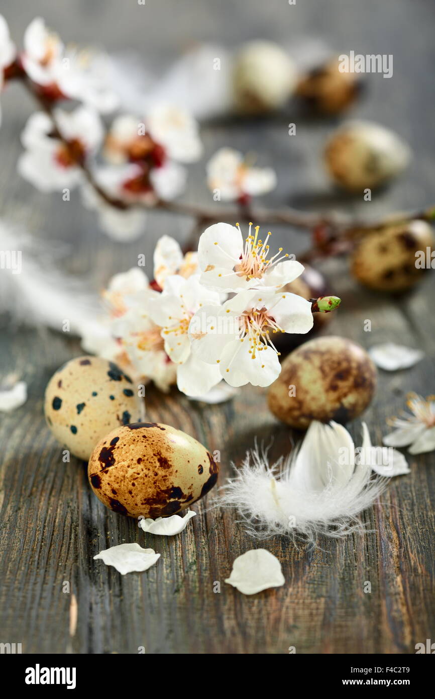 Flowering branch and quail egg. Stock Photo