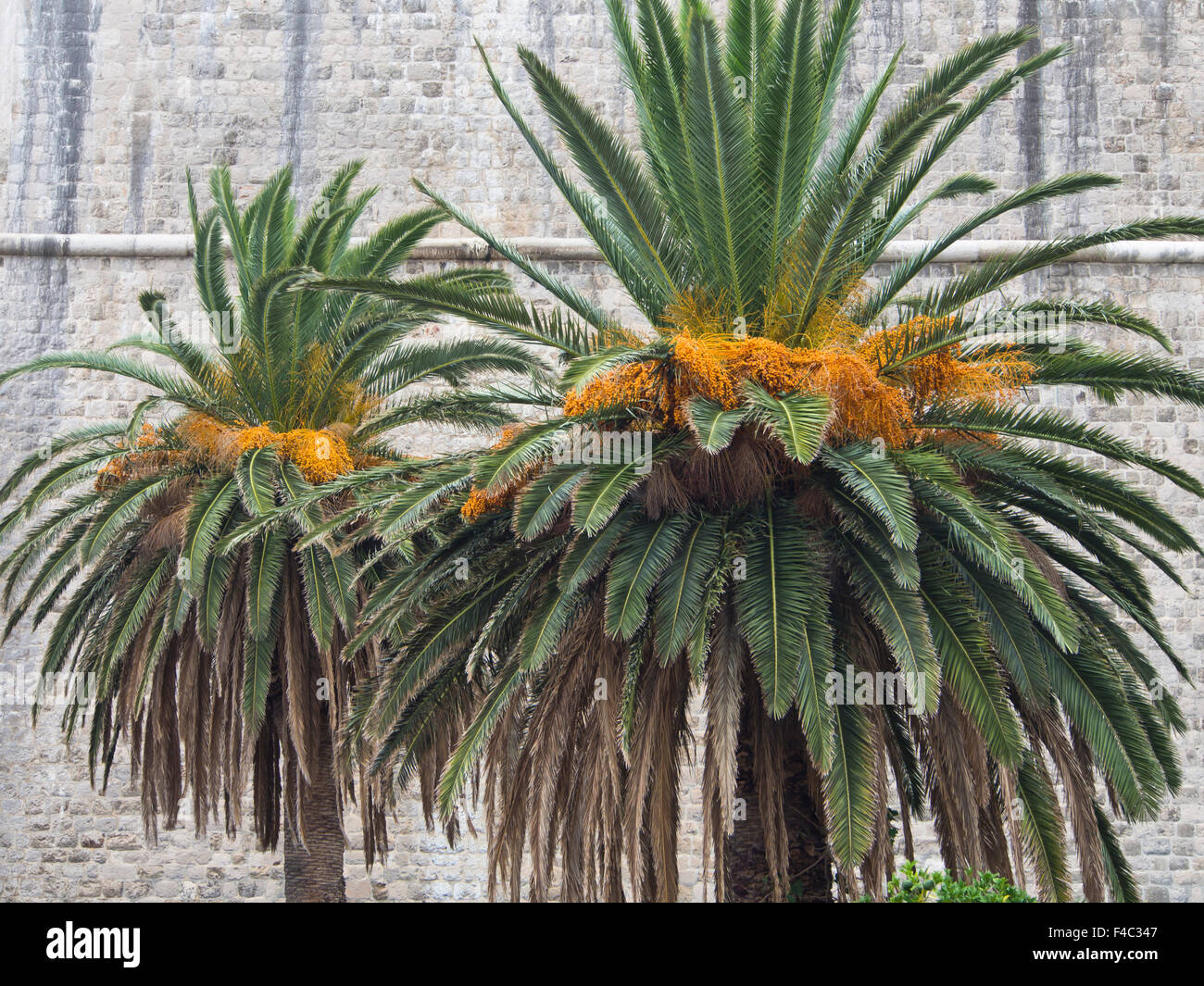 Date palms against the fortification walls of Dubrovnik Croatia Stock Photo