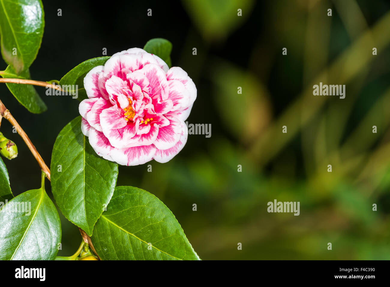 A blooming red blossom of a Camellia (Camellia japonica) Stock Photo