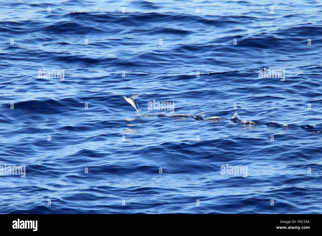 Flyingfish hires stock photography and images Alamy