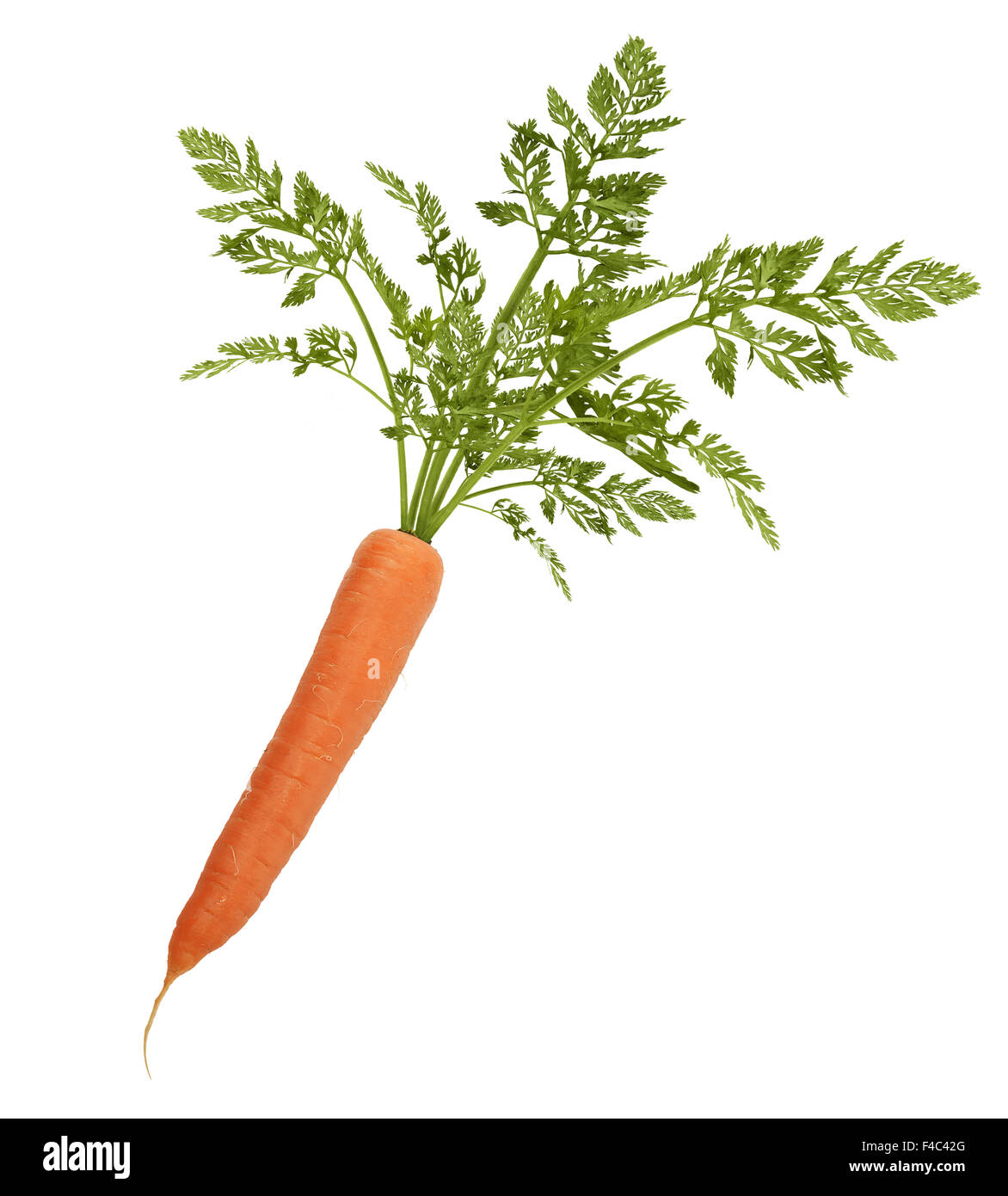Carrot with leaves hires stock photography and images Alamy