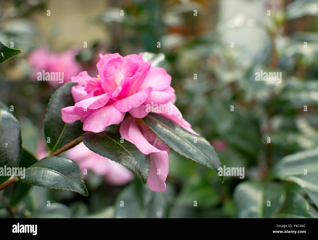 Pink camellia flower closeup on green tea leaves Stock Photo Alamy