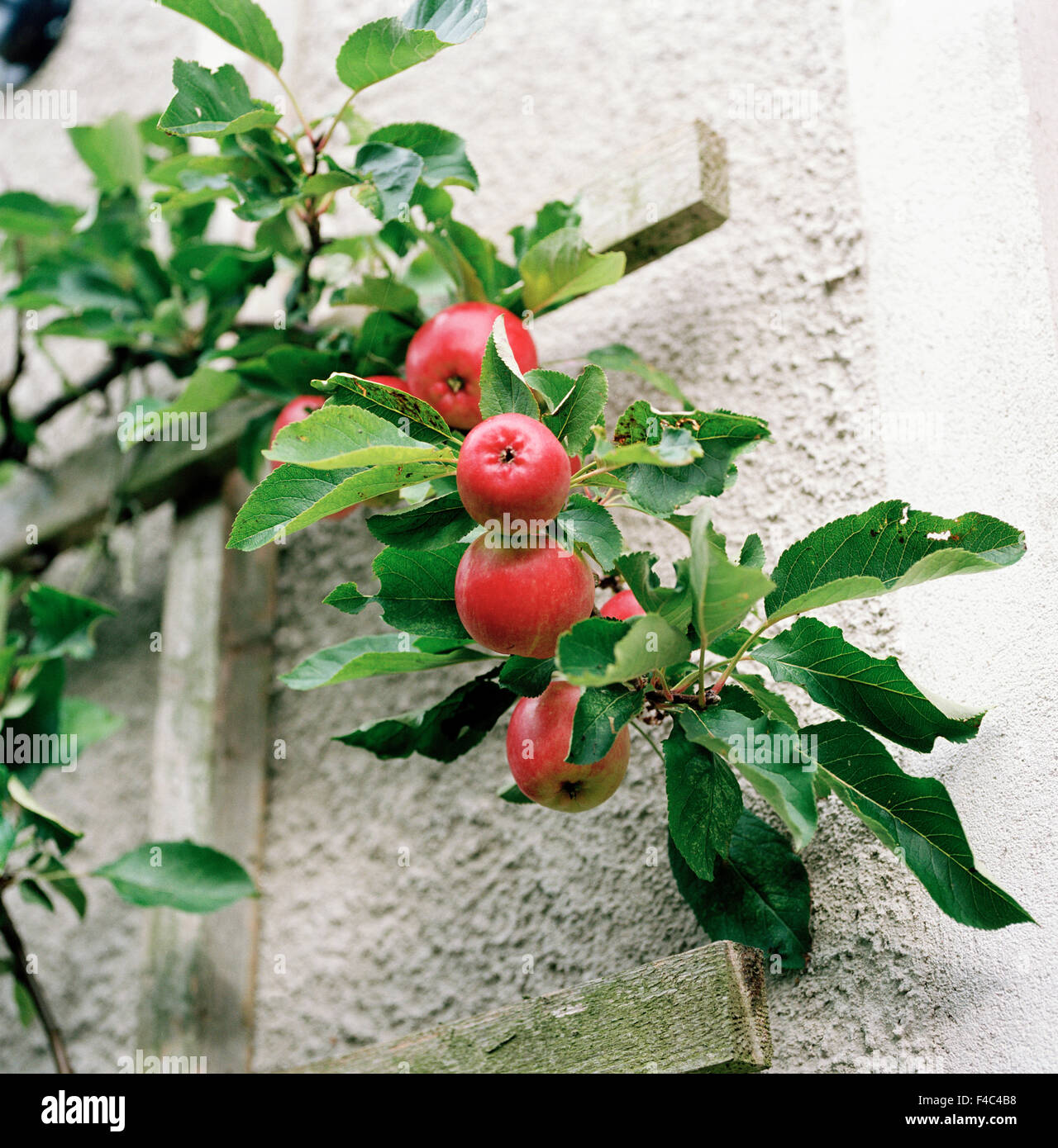 Apples on an Apple Tree Stock Photo - Alamy