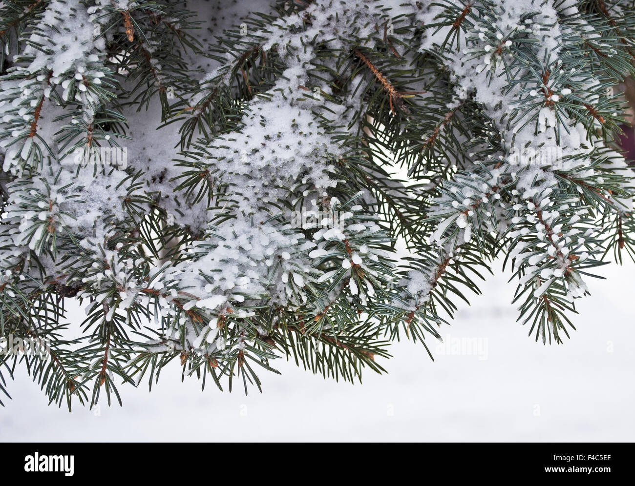 Snow-covered fir branch Stock Photo