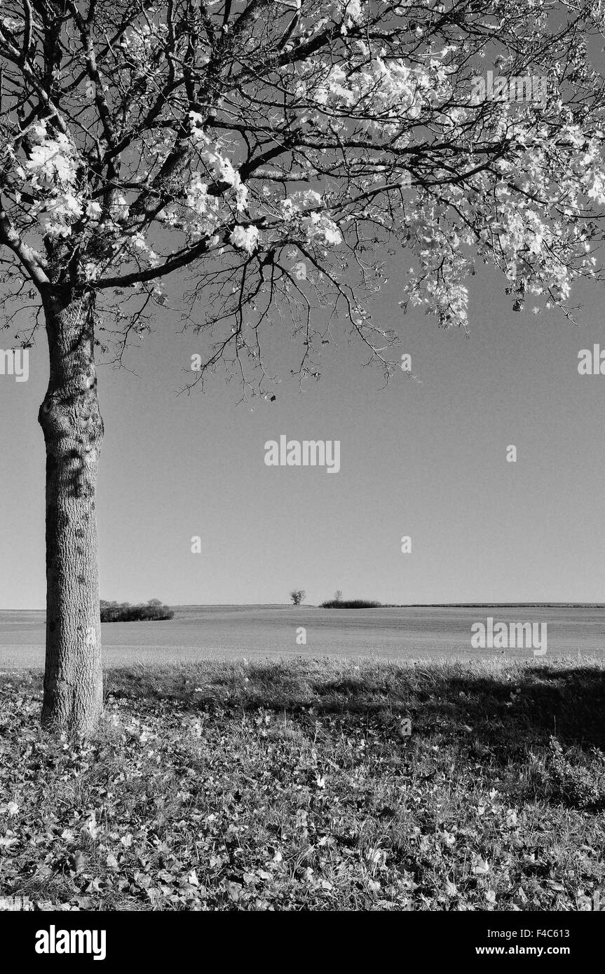 Black and white maple leaves hi-res stock photography and images - Alamy