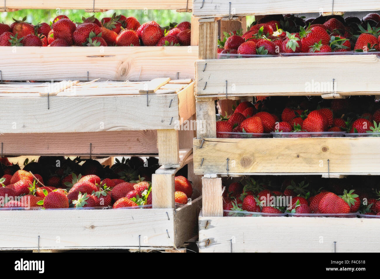 Boxes strawberries hires stock photography and images Alamy