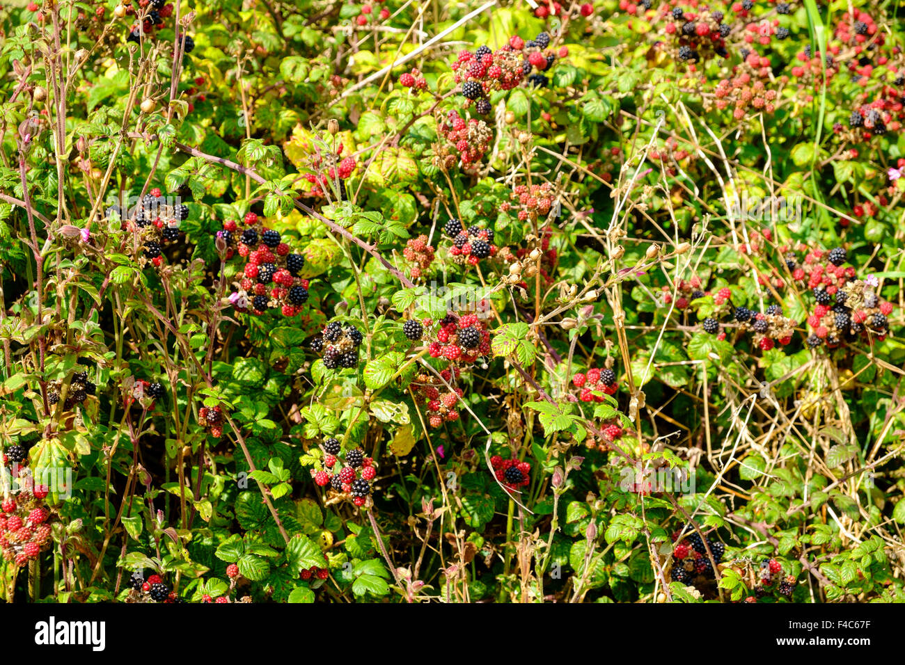 Blackberries in an English hedgerow, England, UK - in autumn Stock Photo