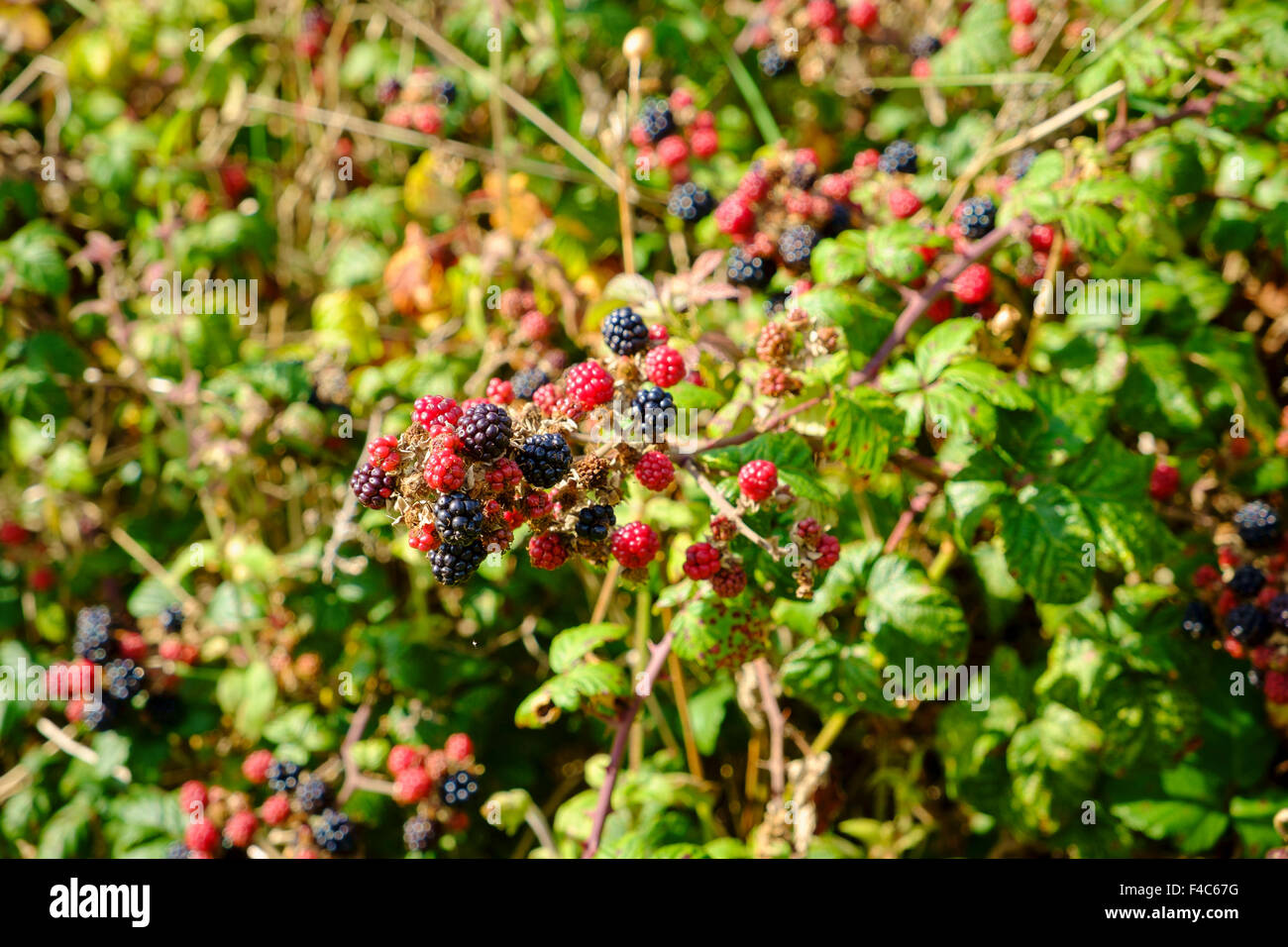 Blackberries in an English hedgerow, England, UK - in autumn Stock Photo