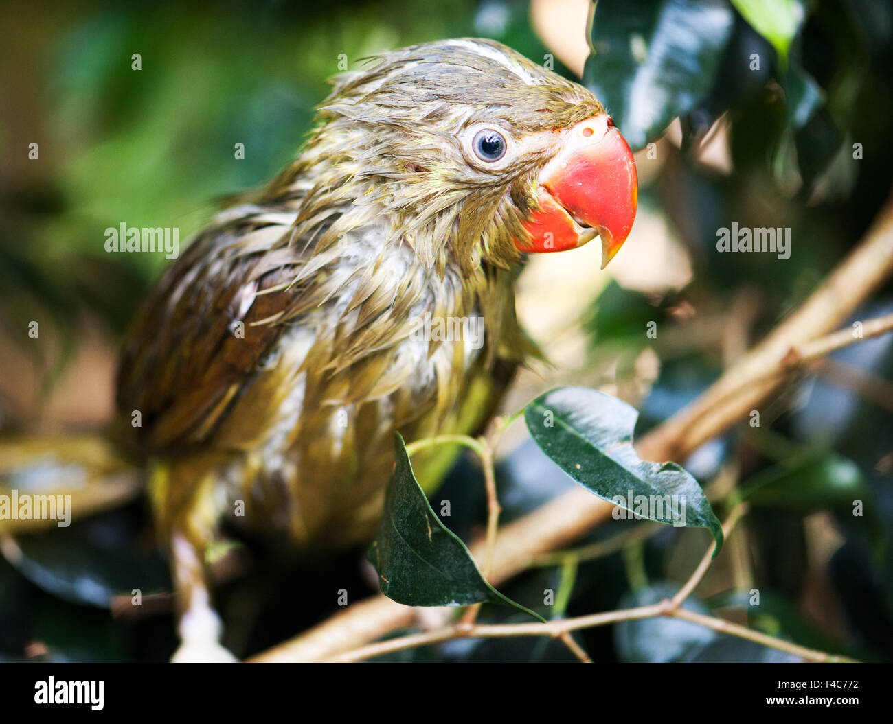 wet parrot on a background of nature Stock Photo