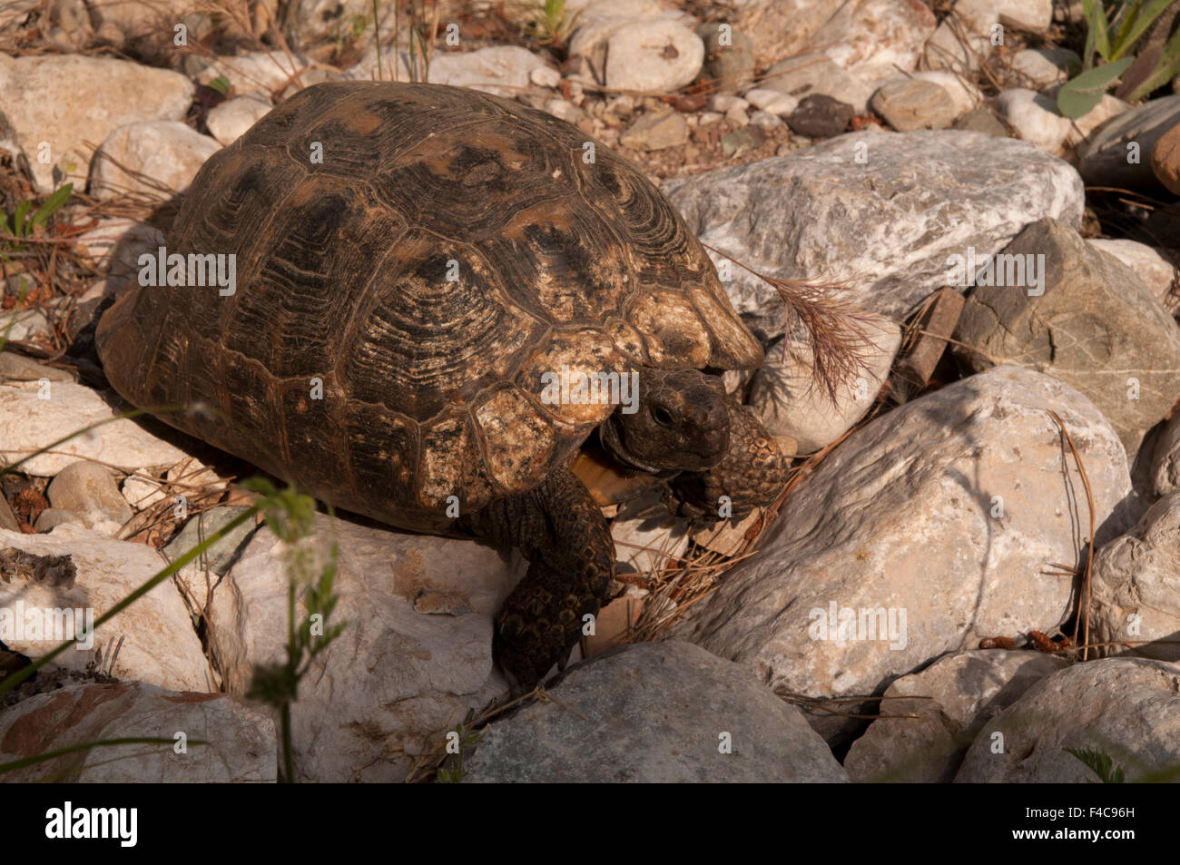 Spur-thighed Tortoises grow up to 30 cm length and live in the Mediterranean and Southwest Asia like here in Olympos near Cirali Stock Photo