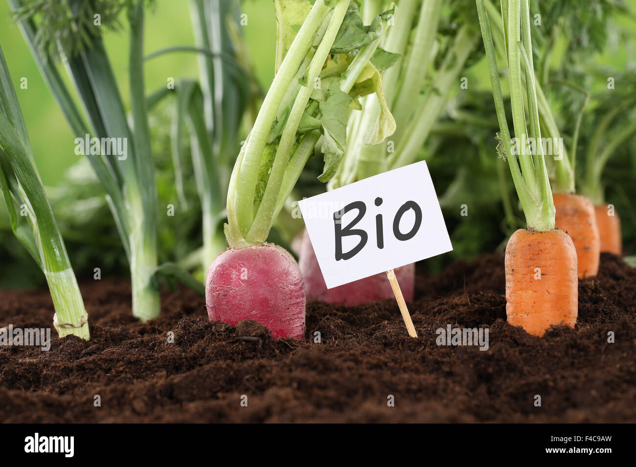 Gesunde Ernährung Bio Gemüse im Garten Stock Photo