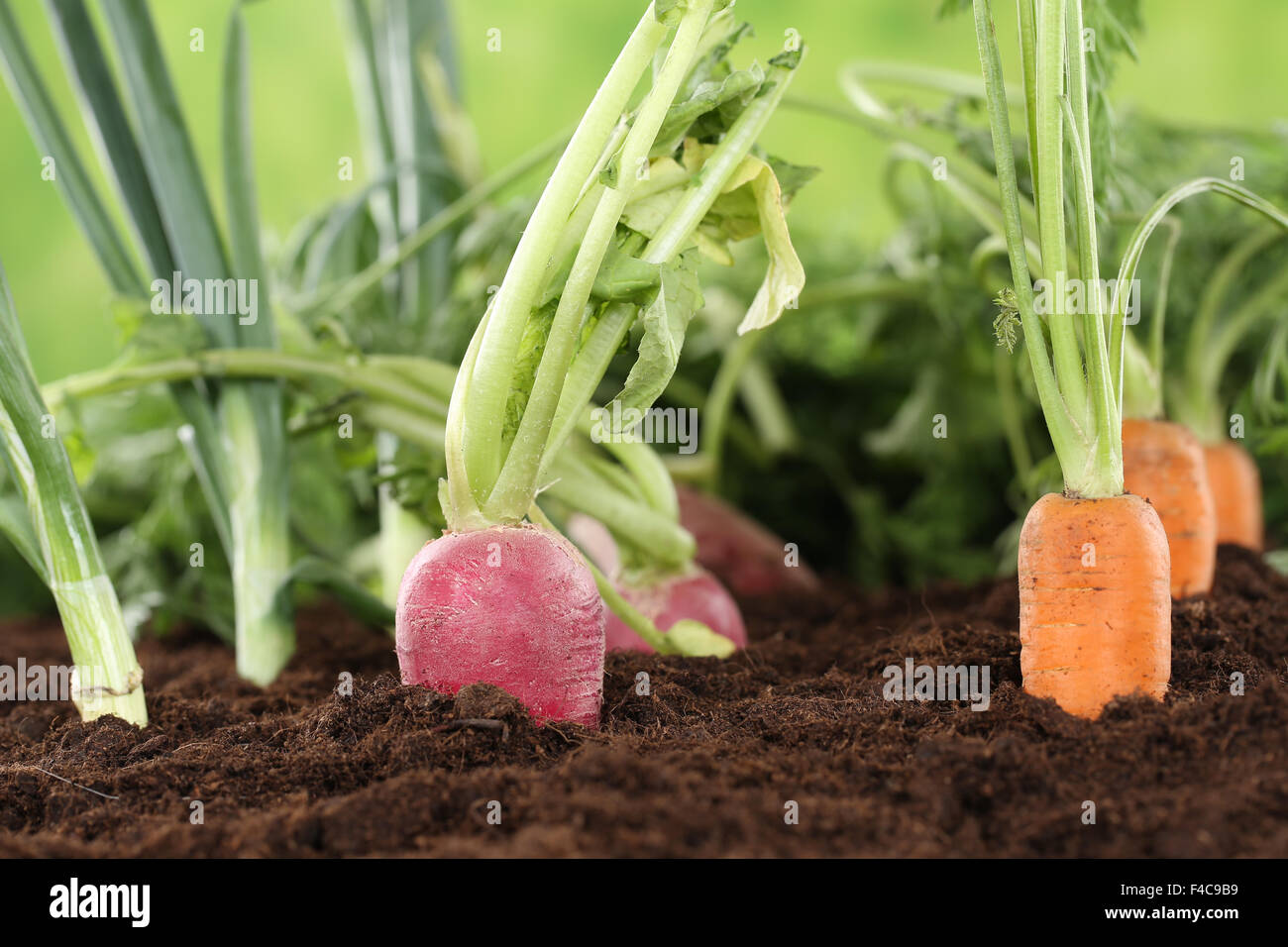 Gesunde Ernährung frisches Gemüse im Garten Stock Photo